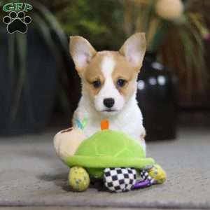 Frank, Pembroke Welsh Corgi Puppy
